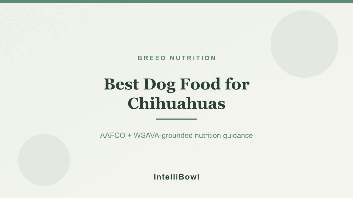 An adult Chihuahua standing beside a very small feeding bowl in soft natural light, illustrating precise portion control for the smallest toy breeds.