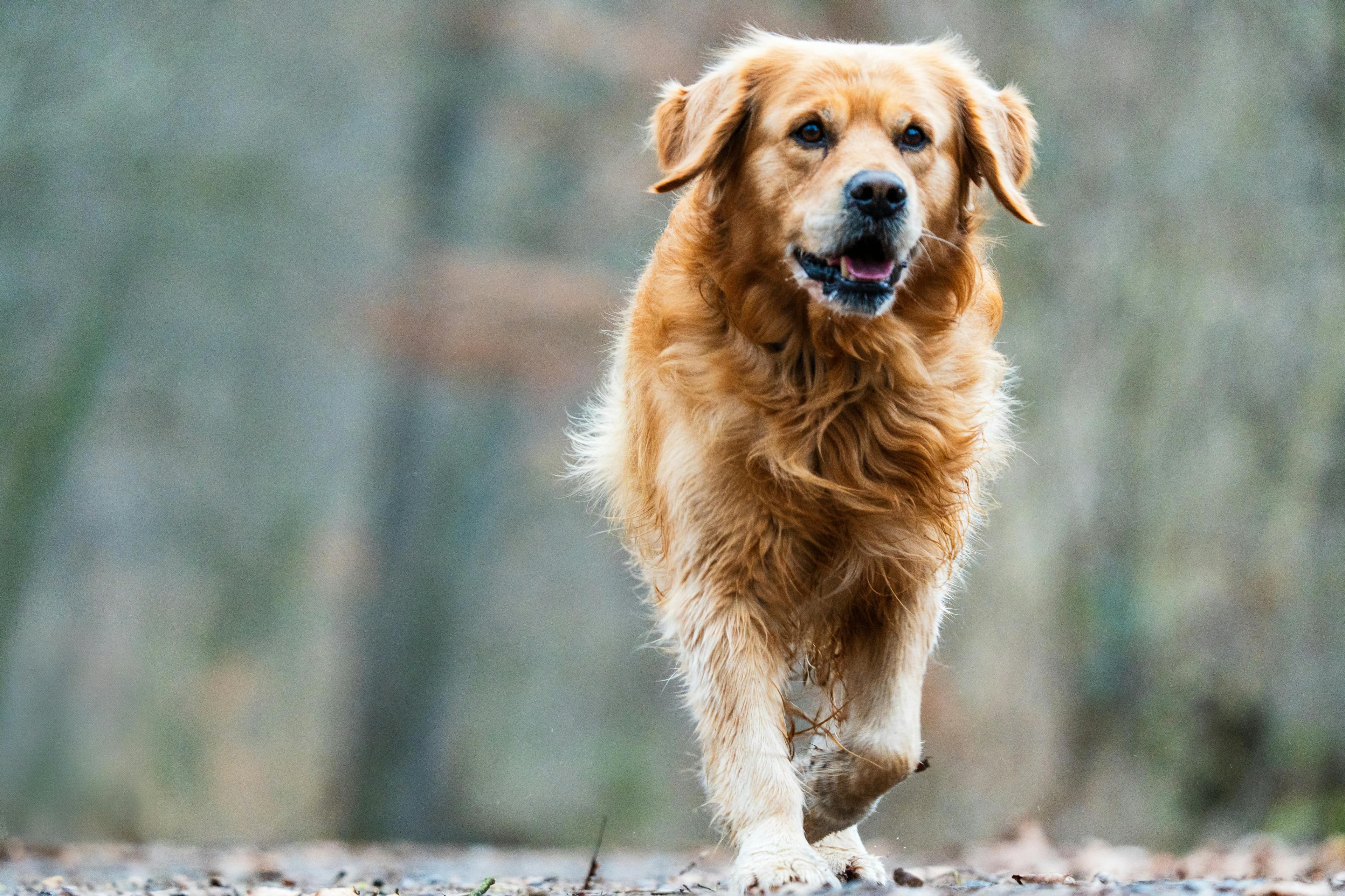 Adult golden retriever sitting attentively beside a feeding bowl outdoors, illustrating breed-specific nutrition for joints, weight, and skin.