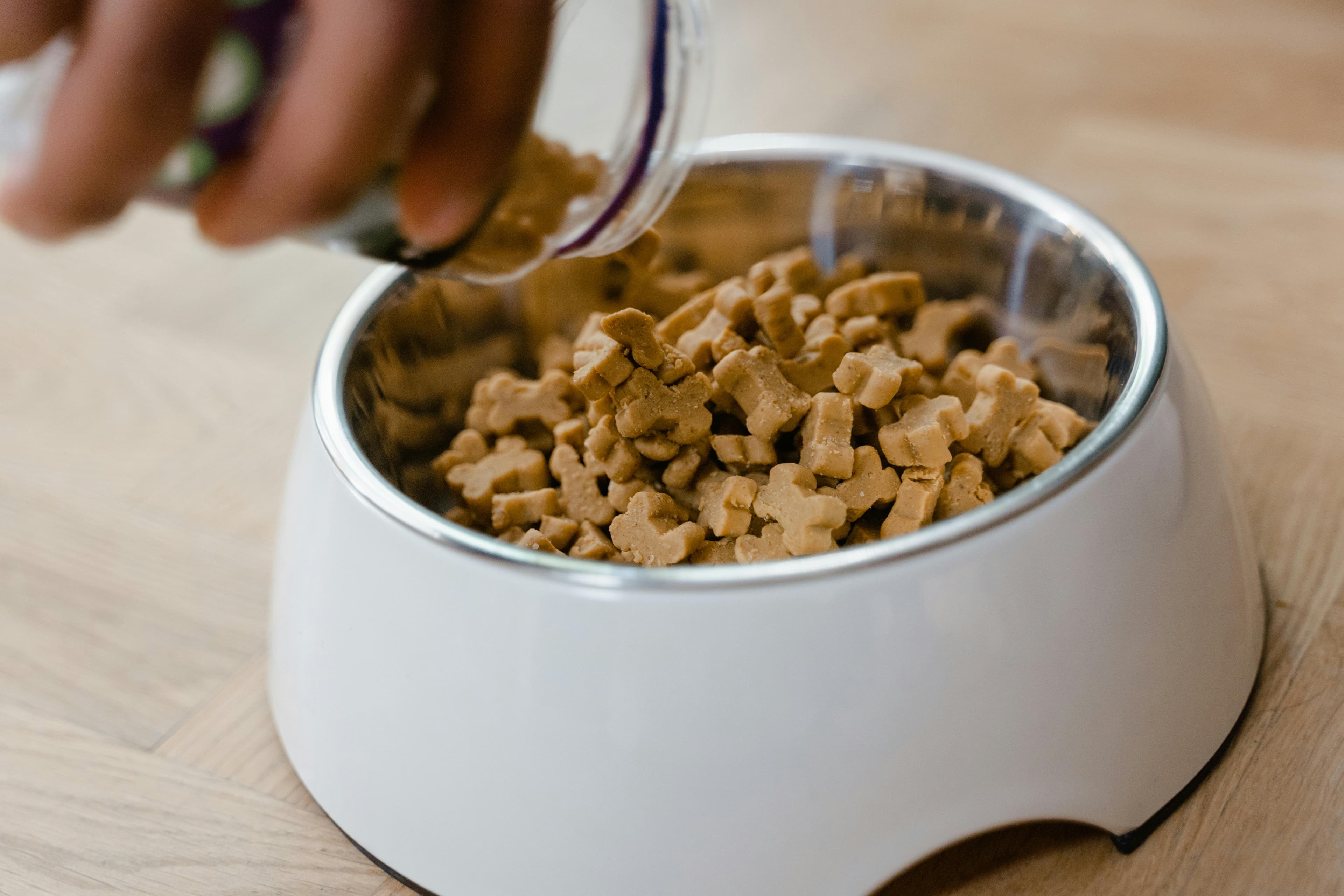 Measuring cup of kibble beside a dog and a feeding bowl, illustrating calorie-based portioning and body-condition feeding rather than guesswork.