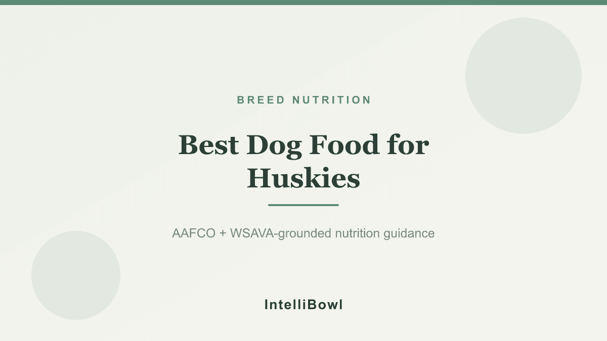 An adult Siberian Husky standing alertly beside a feeding bowl in bright natural light, illustrating working-breed energy needs and portion control.
