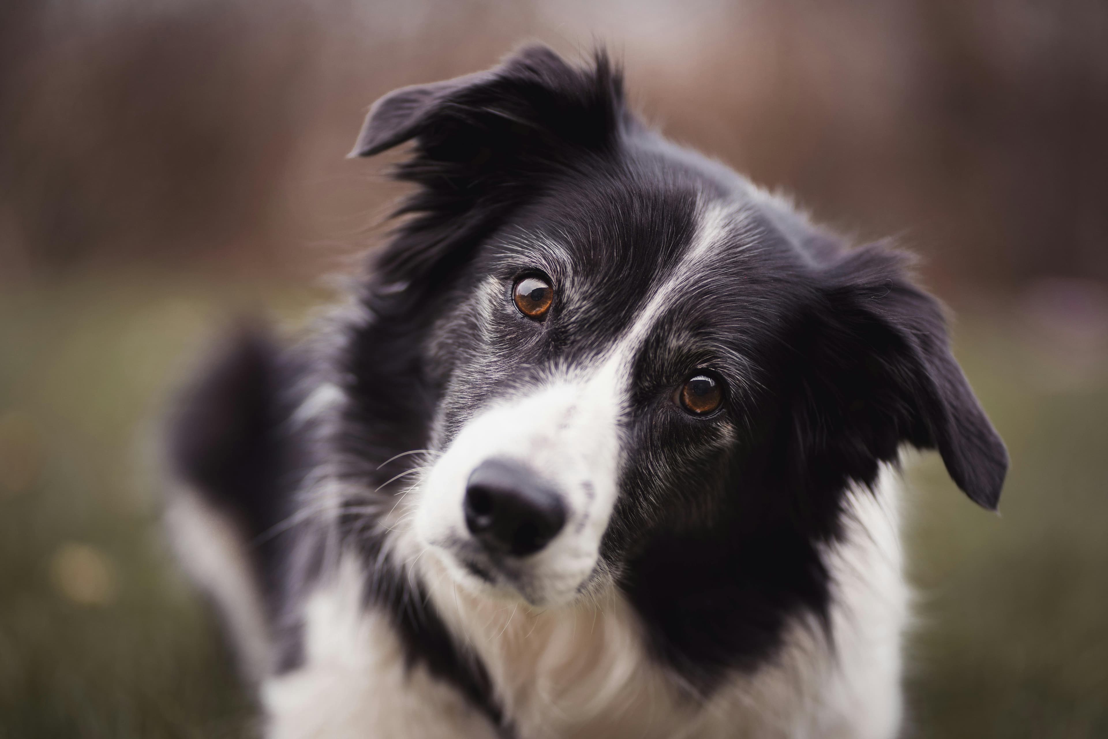 Dog with a questioning head tilt, symbolizing skepticism toward one-size-fits-all dog food ratings and misleading review summaries.