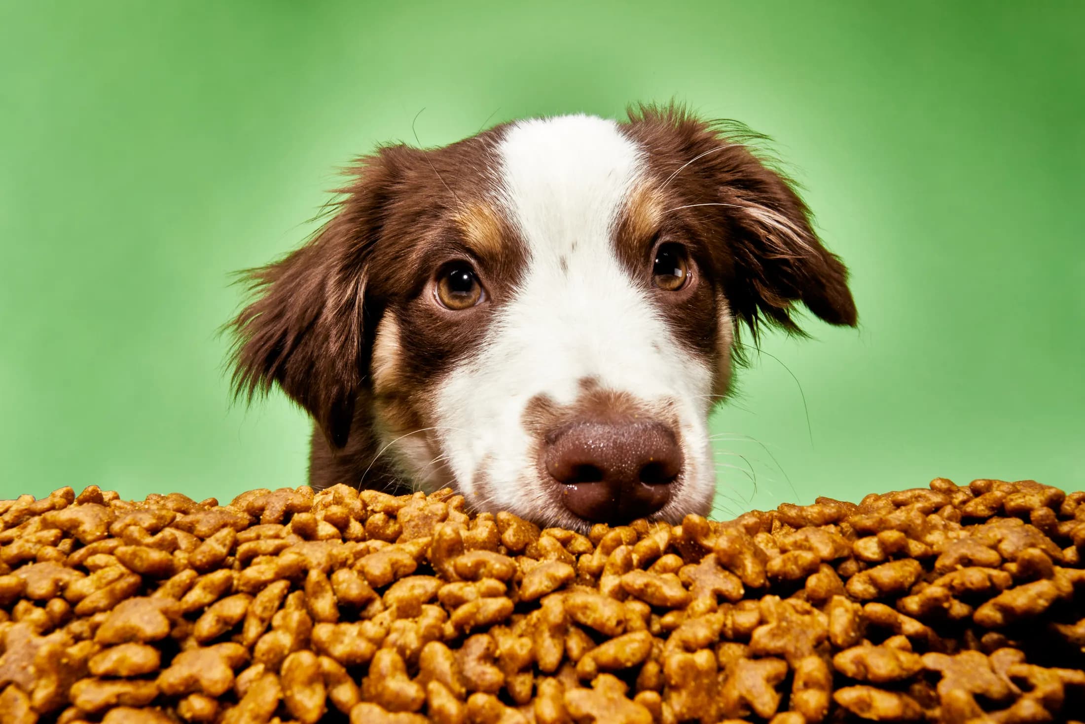 Curious dog peeking over a mound of kibble against a bright green background, illustrating AI-powered personalized dog food recommendation engines.
