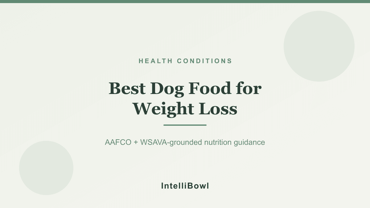 An overweight adult dog standing beside a measuring cup and a portioned bowl of kibble, illustrating a structured, calorie-controlled canine weight-loss feeding plan.