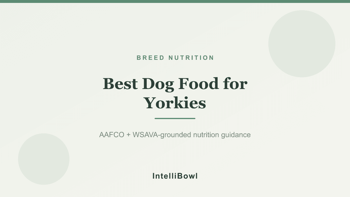 An adult Yorkshire Terrier standing attentively beside a small feeding bowl in soft natural light, illustrating portion-controlled toy-breed nutrition.