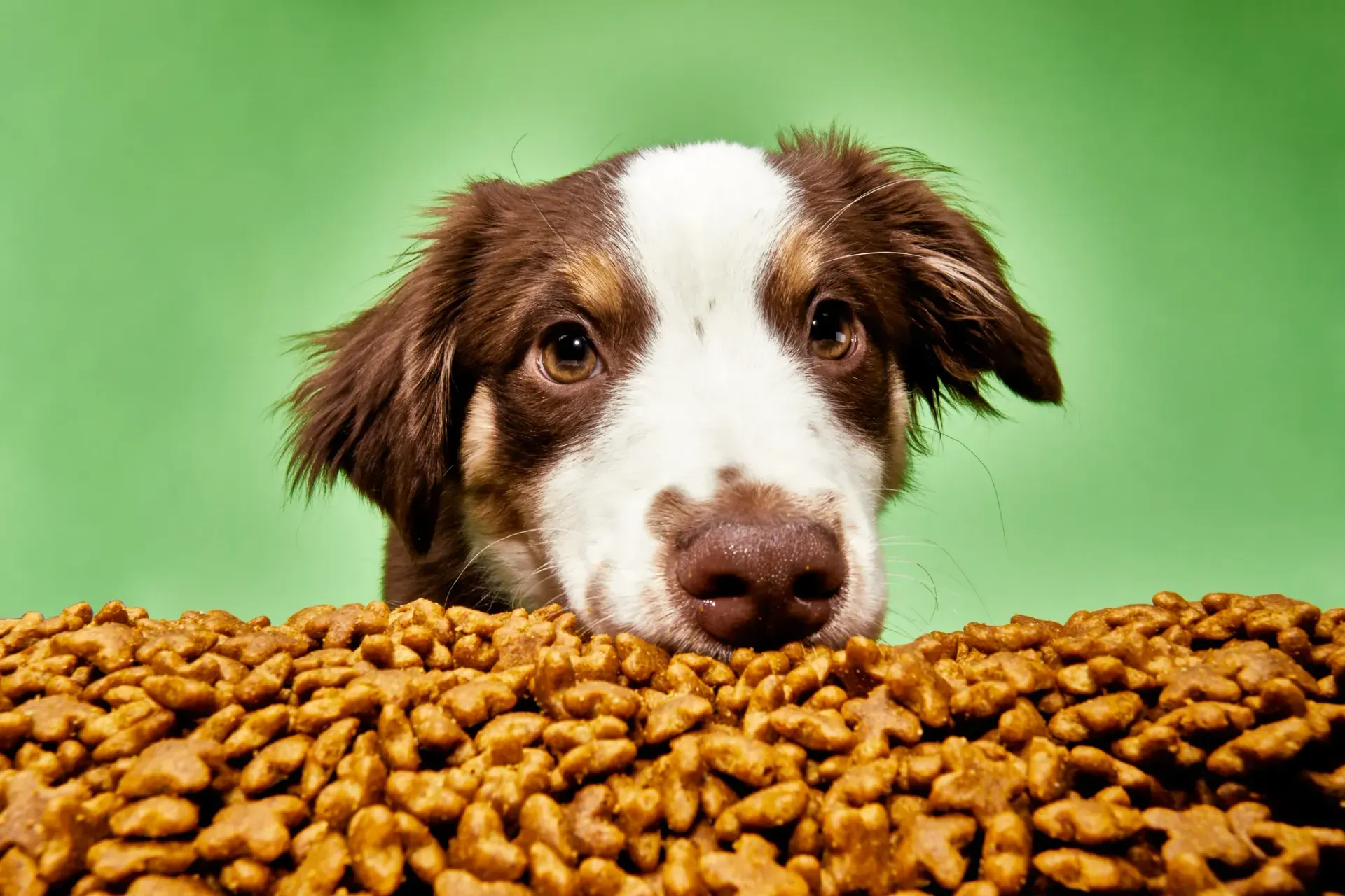 Curious dog peeking over a mound of kibble against a bright green background, illustrating AI-powered personalized dog food recommendation engines.